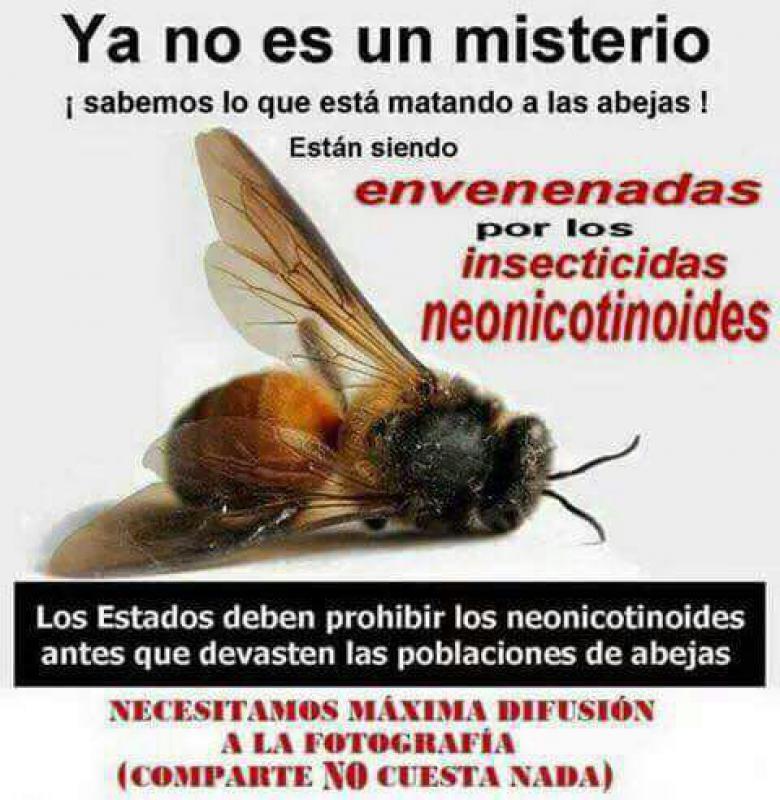 Alertan apicultores desaparición de colmenas de abejas por uso desmedido de plaguicidas