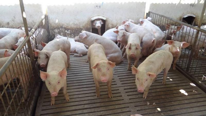 Hasta 40 pesos subirá el kilo de cerdo en pie