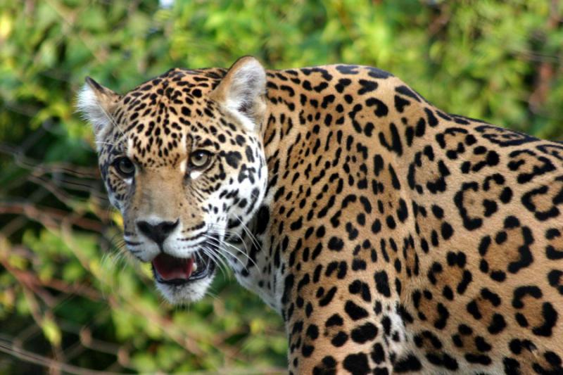 Pierde México ejemplares de jaguares ante caza furtiva, alerta asociación civil