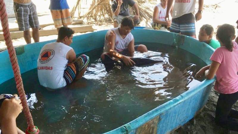 Rescatan y liberan a delfín varado en playas de Michoacán