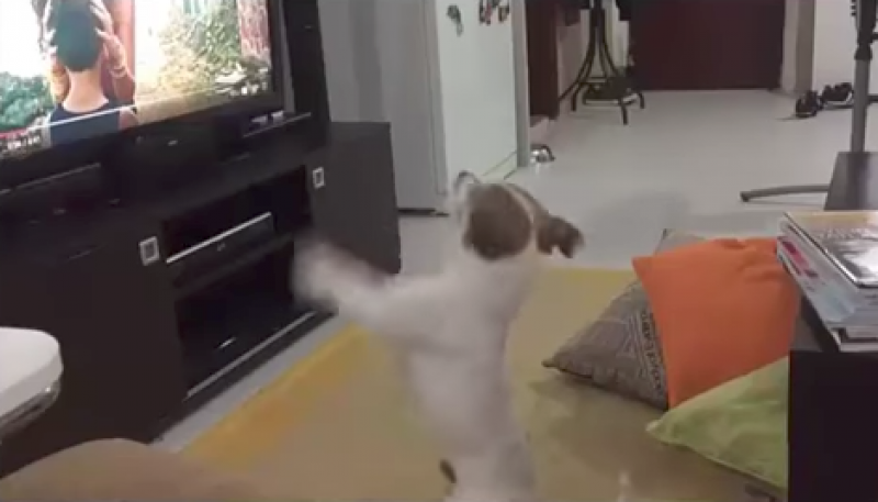 Perro se desespera cuando pausan video de canción Despacito