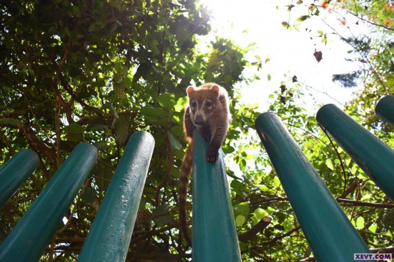 Imagen del Día: Coatíes, los amigables habitantes del Parque Museo La Venta