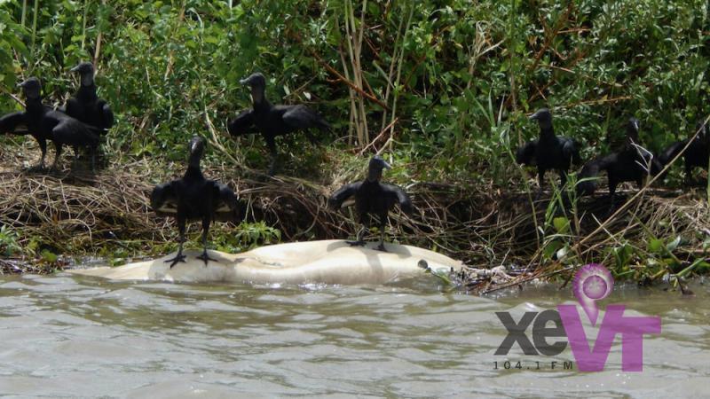 Alcanza impacto ambiental a Jonuta