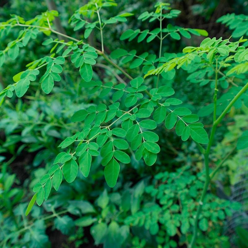 Exportarán a EU moringa y stevia para tratamiento humano