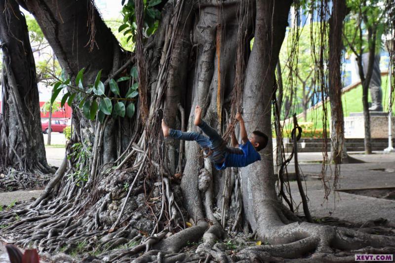 Imagen del Día: Menor se divierte con las lianas de un árbol