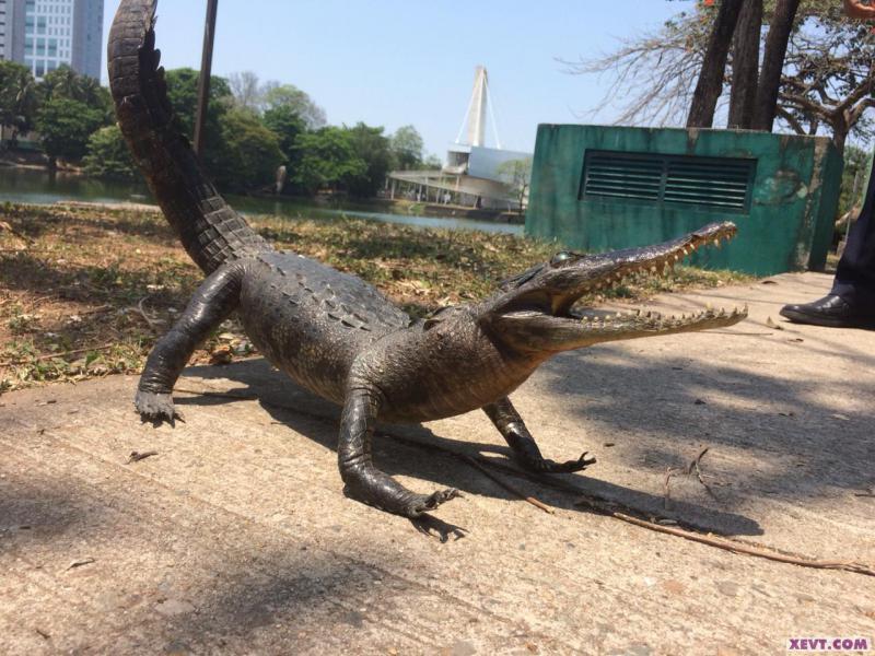 Sorprende cocodrilo en vaso Cencali… estaba disecado Sorprende cocodrilo en vaso Cencali… estaba disecado