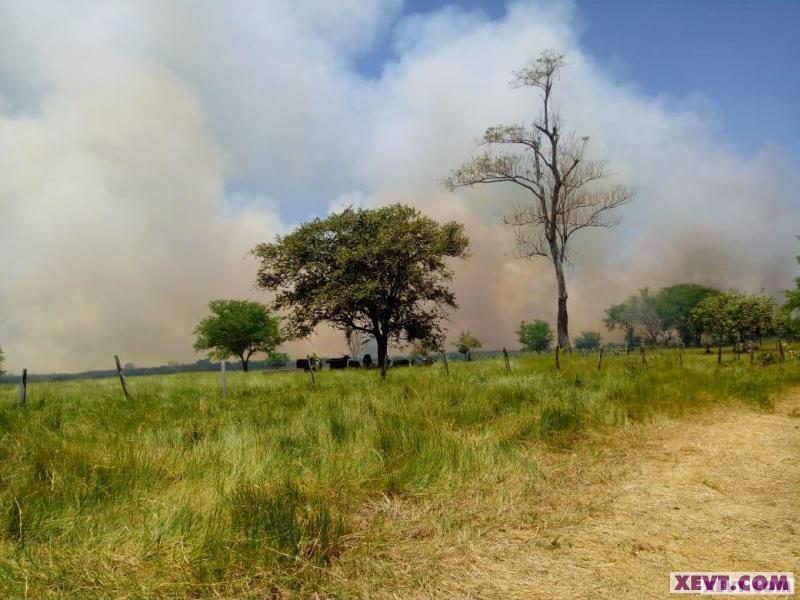 Reporta COMESFOR pérdida del 95% de la selva y bosque en Tabasco a causa de la deforestación Reporta COMESFOR pérdida del 95% de la selva y bosque en Tabasco a causa de la deforestación