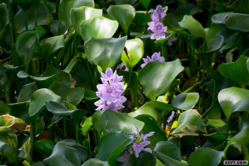 Imagen del Día: El lirio acuático; flor que habita nuestras lagunas