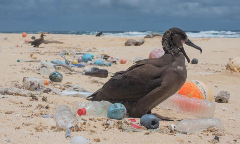 Muere un millón de aves marinas a causa del plástico