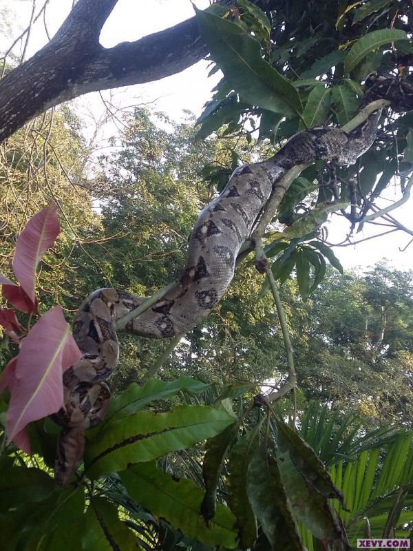 Capturan una mococha rumbo a Teapa… y luego la liberan