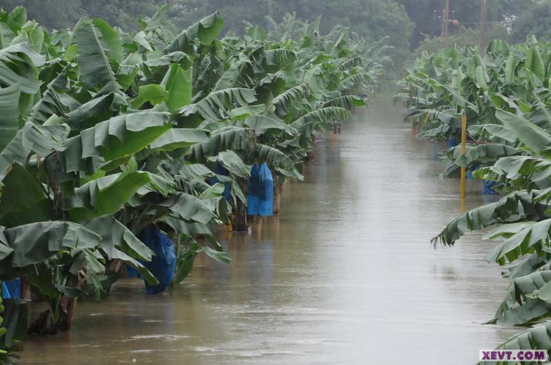 Advierten que Tabasco reduciría su producción agrícola, de no detenerse cambio climático