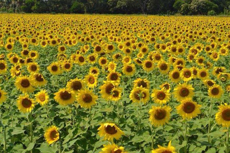 Descarta santuario Girasoles que apertura de nuevos campos, sean competencia para ellos