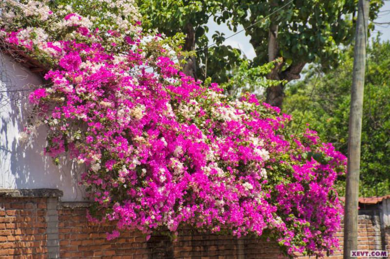 Imagen del Día: Las Bugambilias; flores que adornan la ciudad todo el año