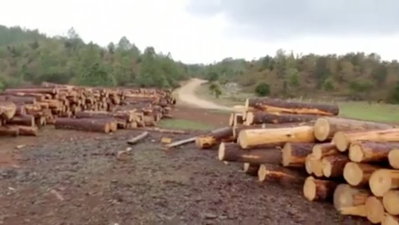 Denuncian tala de cientos de árboles en Comitán, Chiapas Denuncian tala de cientos de árboles en Comitán, Chiapas