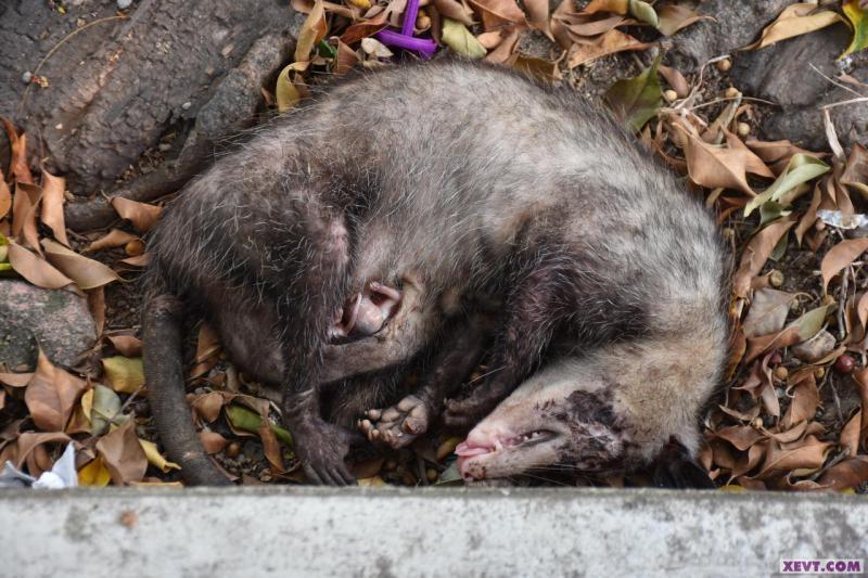 Imagen del Día: El tlacuache, una especie constantemente amenazada por el hombre
