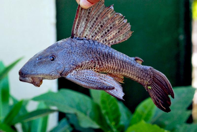 Lanzarán al mercado alimento enlatado para gato… hecho de pez Diablo Lanzarán al mercado alimento enlatado para gato… hecho de pez Diablo