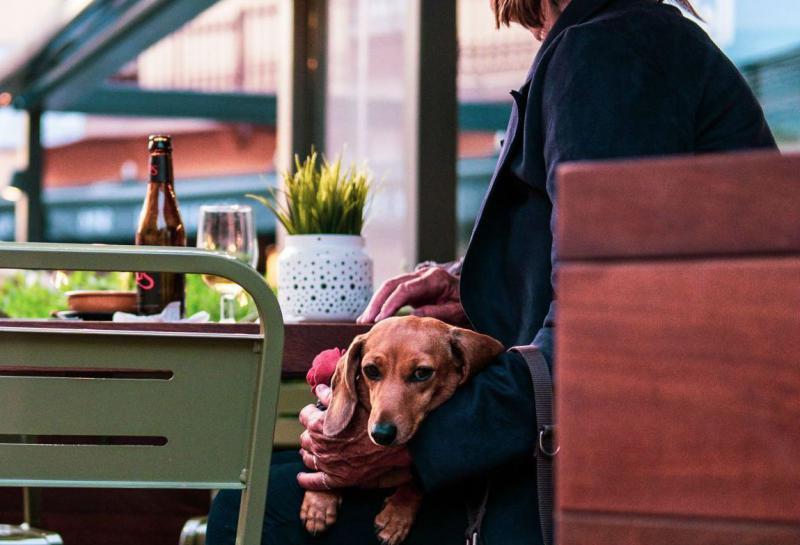 En Tabasco solo 15 hoteles y dos plazas comerciales son Pet Friendly En Tabasco solo 15 hoteles y dos plazas comerciales son Pet Friendly