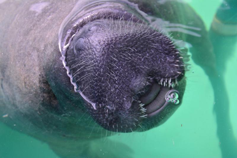 Rescatan a manatí bebé de los Bitzales