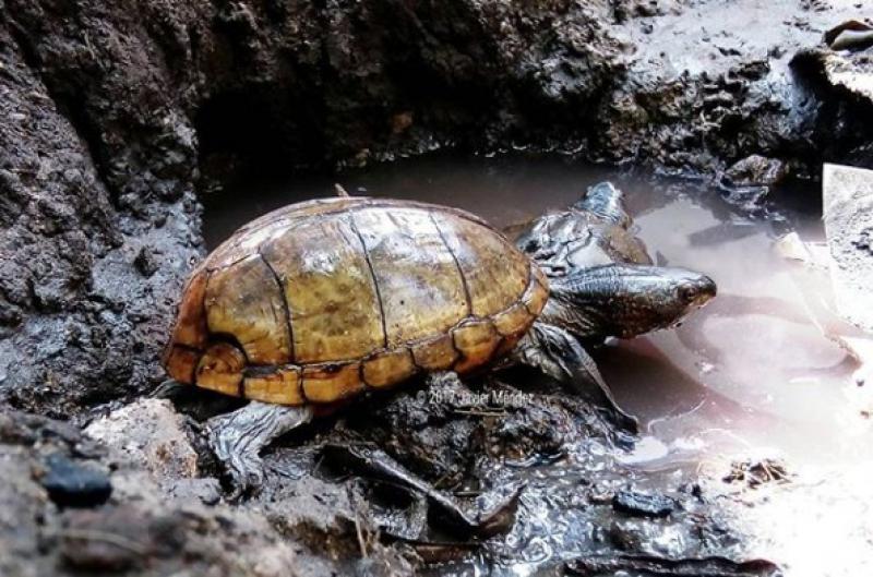 En menos de 5 años podrían extinguirse tortugas que se encuentran en su hábitat en Tabasco