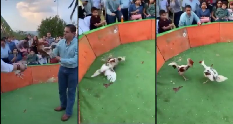Hijo de síndica de Veracruz ofrece pelea de gallos; la actividad está prohibida desde 2018