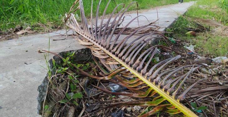 Más de 10 años en el abandono el parque Macuco