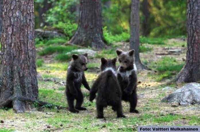 Se viraliza en redes sociales imagen de ositos ‘bailando’ en Finlandia Se viraliza en redes sociales imagen de ositos ‘bailando’ en Finlandia