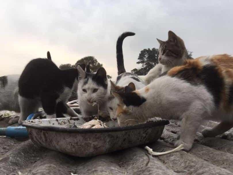 8 de cada 10 gatos son abandonados en Tabasco
