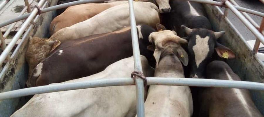 Sequía “extermina” 300 mil cabezas de ganado bovino en Sonora