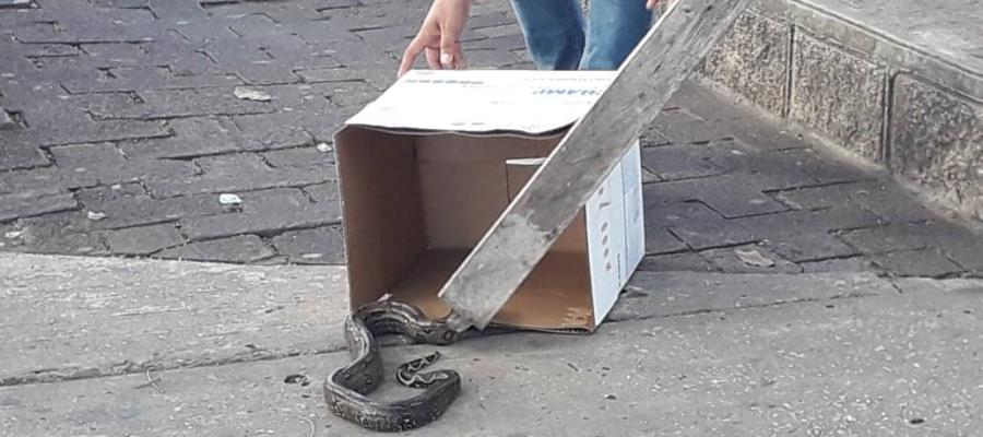 Hallan serpiente en Paseo Tabasco