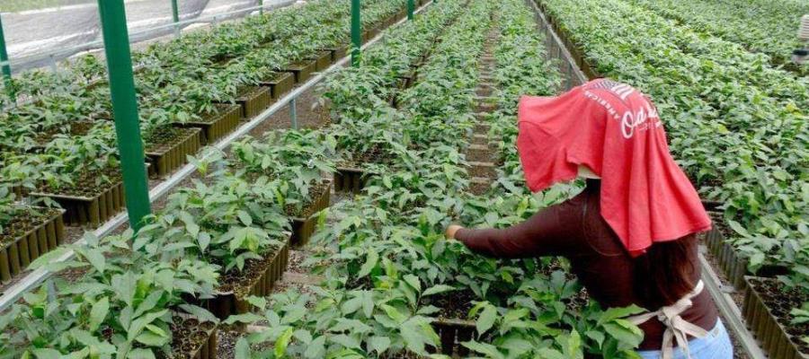 Programa Sembrando Vida, se aplicará en El Salvador Programa Sembrando Vida, se aplicará en El Salvador