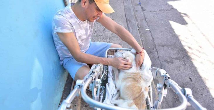 Pipo, el perrito que ya no puede caminar pero su amo se las ingenió para transportarlo de un lugar a otro