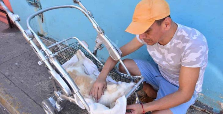 Pipo, el perrito que ya no puede caminar pero su amo se las ingenió para transportarlo de un lugar a otro