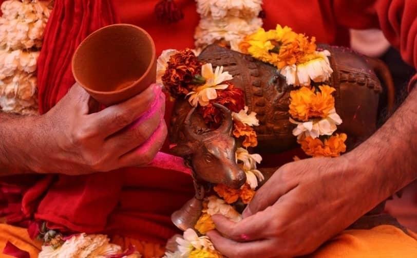 En ritual, hindúes beben orina de vaca como remedio contra el coronavirus