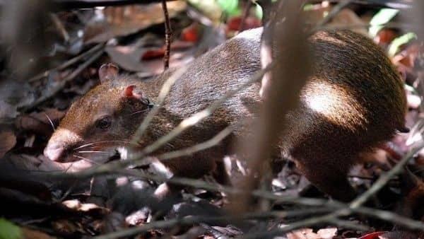 Un nuevo virus en China enciende las alertas; muere uno por hantavirus