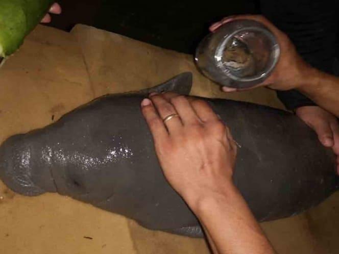 Rescatan cría de manatí en Centla; registró heridas y laceraciones