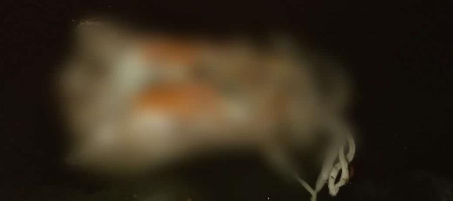 Hallan torso humano en el Rio Grijalva a la altura de Casa Blanca