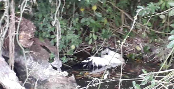 Detienen a presuntos cazadores furtivos en Balancán Detienen a presuntos cazadores furtivos en Balancán