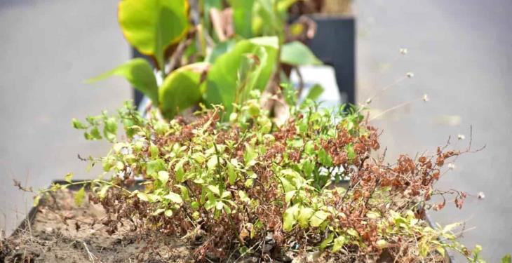 Se secan plantas de jardineras de Paseo Tabasco