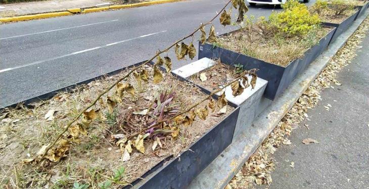 Se secan plantas de jardineras de Paseo Tabasco
