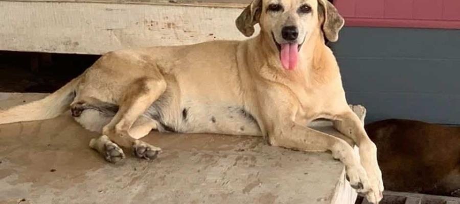 Caninos 911 pide apoyo para atender a los 160 perros que continúan en el refugio Caninos 911 pide apoyo para atender a los 160 perros que continúan en el refugio