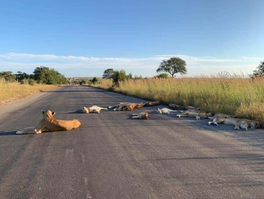 Leones duermen tranquilos en carretera de Sudáfrica… ante falta de turistas Leones duermen tranquilos en carretera de Sudáfrica… ante falta de turistas