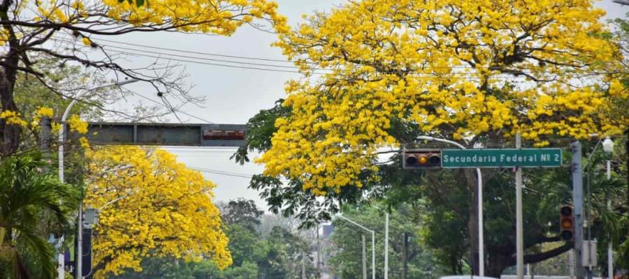 FOTO GALERÍA: Tabasco se viste de amarillo con el esplendoroso florecer de los guayacanes