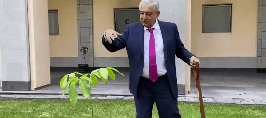 Planta AMLO una ceiba y árboles de guayacán, maculís y flamboyán en Palacio Nacional