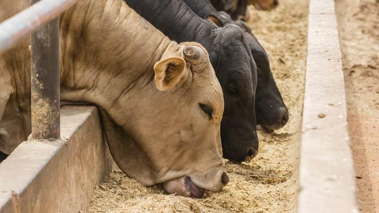 Advierten desabasto de alimentos balanceados para animales por Covid-19 en México Advierten desabasto de alimentos balanceados para animales por Covid-19 en México