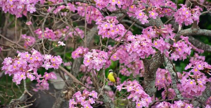 Maculises inundan de color rosa las calles de Villahermosa