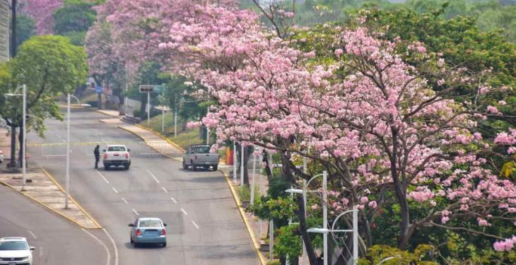 Maculises inundan de color rosa las calles de Villahermosa