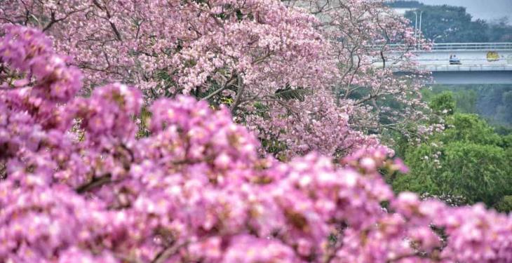 Maculises inundan de color rosa las calles de Villahermosa