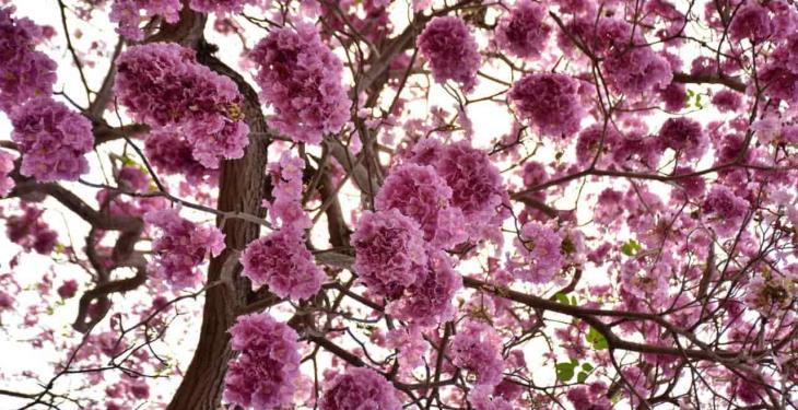 Maculises inundan de color rosa las calles de Villahermosa