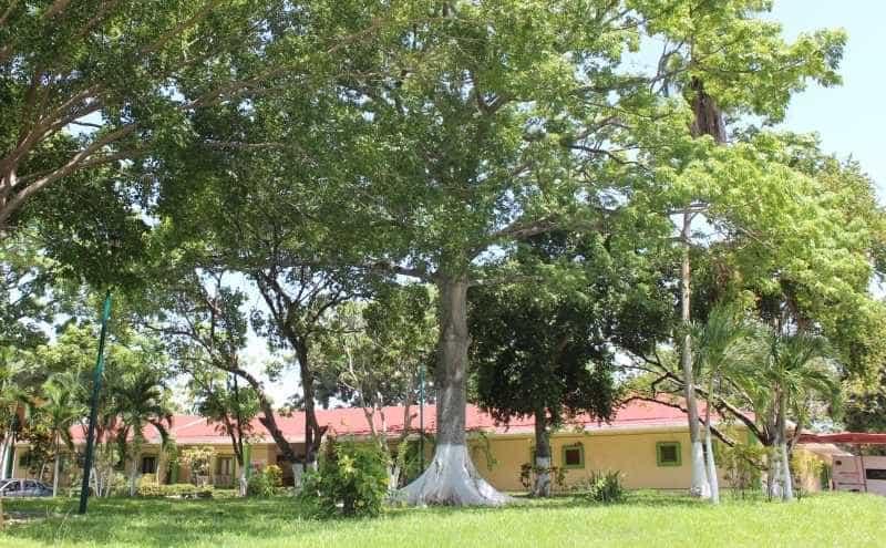 Fallece anciano en la Casa del Árbol por COVID-19; hay 9 residentes y 9 trabajadores más positivos: SSa