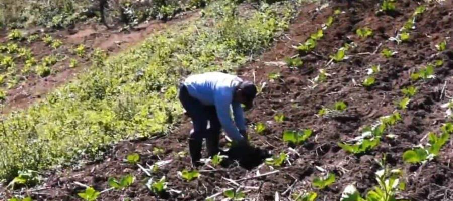 Denuncian que cultivadores de Sembrando Vida no cuentan con cubrebocas Denuncian que cultivadores de Sembrando Vida no cuentan con cubrebocas